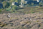 Click on thumbnail for larger photo